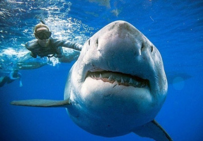 diver killed in australia shark attack diver killed in australia shark attack