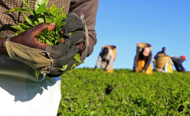 a woman picks tea leaves at a plantation in nandi hills in kenya 039 s highlands region west of capital nairobi photo reuters a woman picks tea leaves at a plantation in nandi hills in kenya 039 s highlands region west of capital nairobi photo reuters