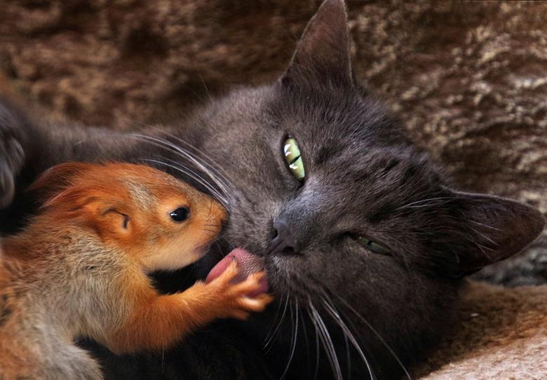 a reuters file photo of a cat and a rat