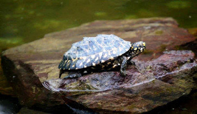 lahore safari nature at large