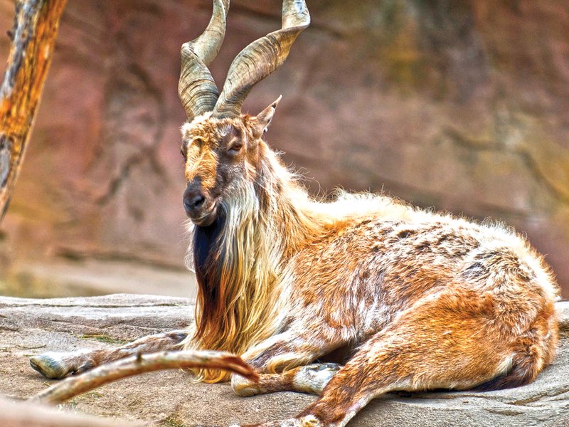 markhor hunted in chitral with record bid