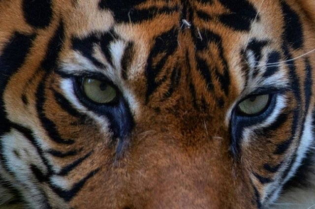 number of the endangered big cats in india has crept up in recent years representational image photo afp file