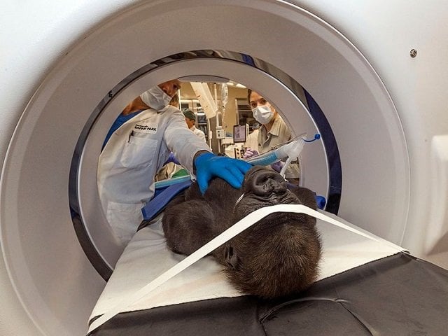 three year old female western lowland gorilla leslie is surrounded by ophthalmologist veterinarians and animal care experts as she undergoes cataract surgery on december 10 2019 at uc san diego health in san diego california photo afp