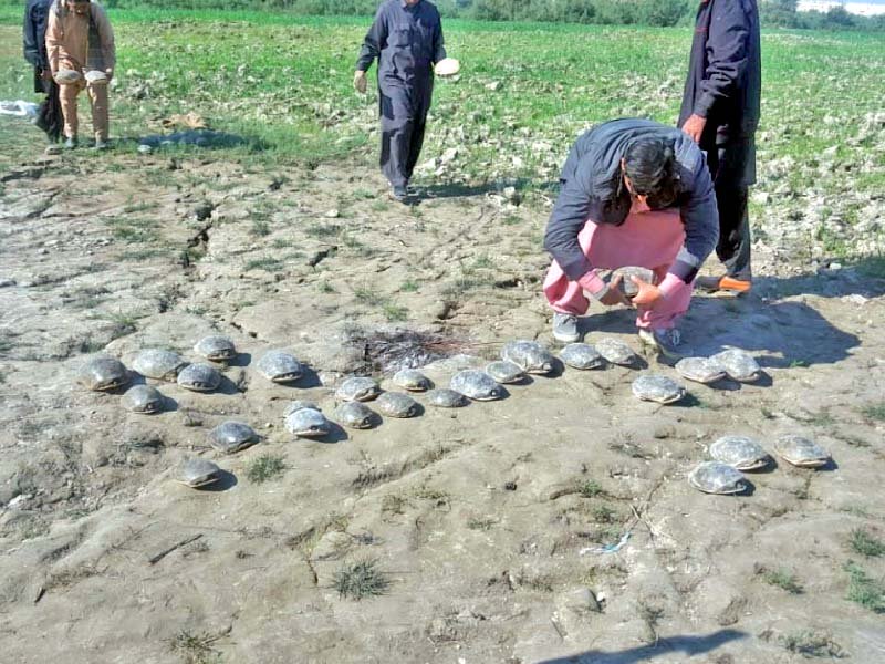 sindh wildlife department officials released 54 indian soft shelled turtles in the indus river the turtles were rescued from poachers in khairpur photo express