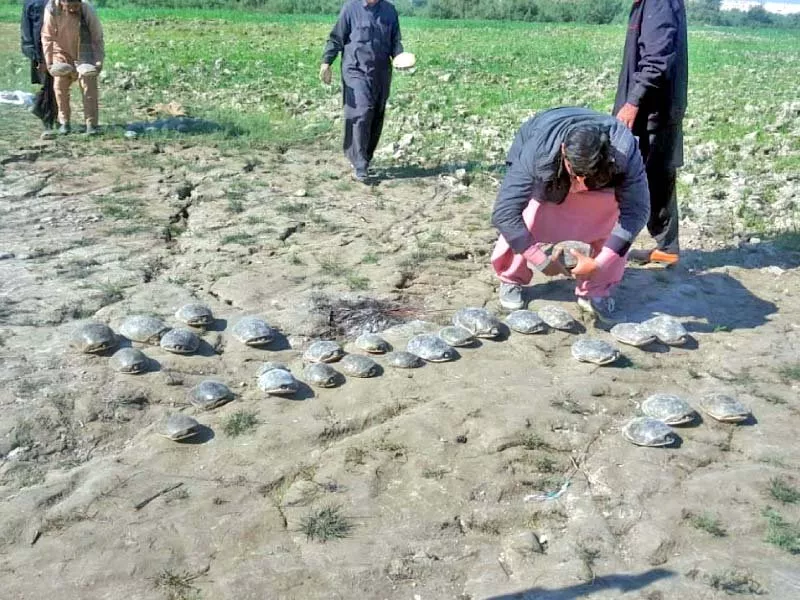 sindh wildlife department officials released 54 indian soft shelled turtles in the indus river the turtles were rescued from poachers in khairpur photo express sindh wildlife department officials released 54 indian soft shelled turtles in the indus river the turtles were rescued from poachers in khairpur photo express