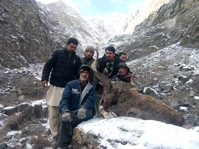 spanish national hunts season s third markhor in gilgit baltistan