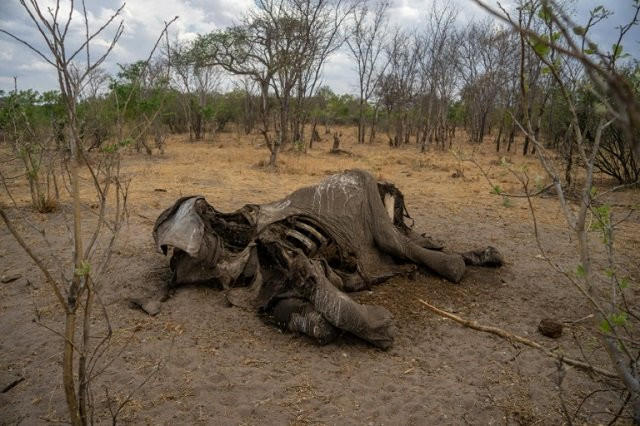 taken on november 12 2019 it shows the carcass of an elephant that succumbed to drought in the hwange national park in zimbabwe photo afp taken on november 12 2019 it shows the carcass of an elephant that succumbed to drought in the hwange national park in zimbabwe photo afp