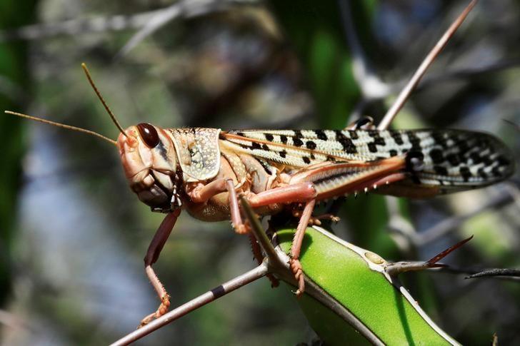 a reuters file photo of a locust