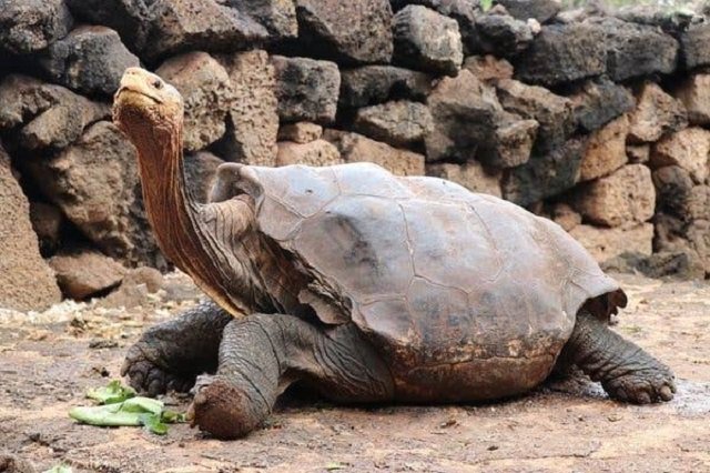 galapagos giant tortoise is credited with single handedly saving his species from extinction photo galapagos national park