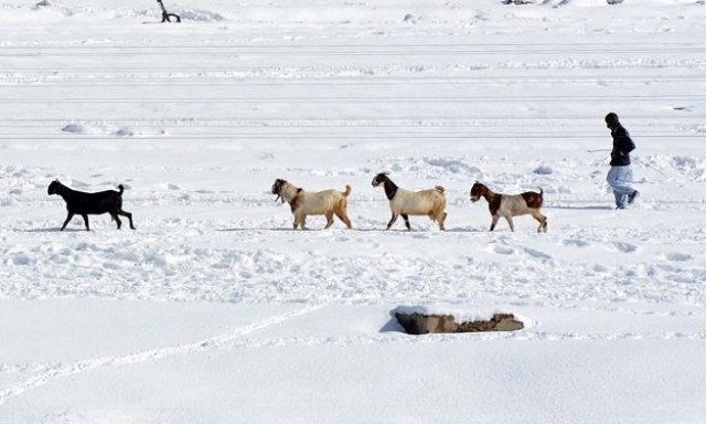 a shepherd guiding herd of goats in snow fields after heavy snowfall in provincial capital quetta photo inp a shepherd guiding herd of goats in snow fields after heavy snowfall in provincial capital quetta photo inp