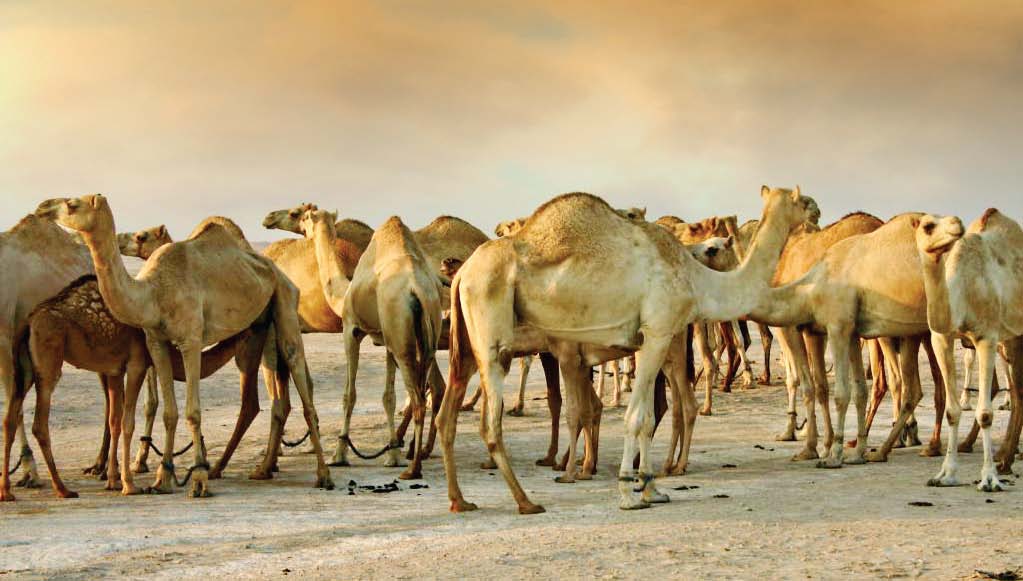 5,000 feral camels culled in drought-hit Australia