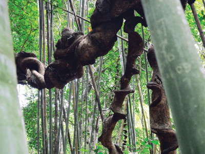 ecotourism tourism evolution ecotourism tourism evolution