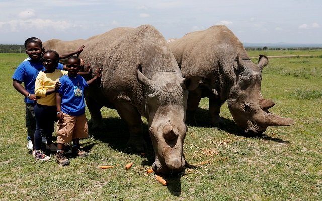 children pose for a photograph next to najin r and her daughter fatou the last two northern white rhino females as they graze near their enclosure at the ol pejeta conservancy in laikipia national park kenya march 31 2018 photo reuters