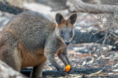 australia to lose billions as bushfires deter tourists australia to lose billions as bushfires deter tourists