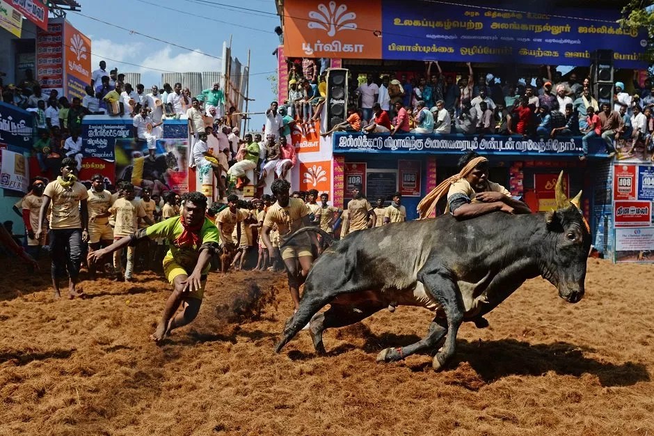 a participant tries to control a bull during the annual bull taming 039 jallikattu 039 festival in allanganallur village on the outskirts of madurai in the southern state of tamil nadu on january 17 2020 photo afp a participant tries to control a bull during the annual bull taming 039 jallikattu 039 festival in allanganallur village on the outskirts of madurai in the southern state of tamil nadu on january 17 2020 photo afp