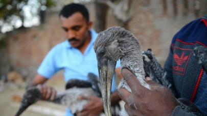 deadly kite strings kill over 150 birds in annual religious festival deadly kite strings kill over 150 birds in annual religious festival