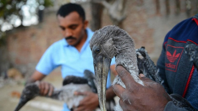 a bird rescue camp in suburban mumbai reported treating injured owls koels cuckoo as well as a squirrel photo afp a bird rescue camp in suburban mumbai reported treating injured owls koels cuckoo as well as a squirrel photo afp