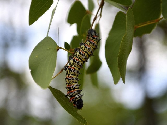 a mopane worm is seen on a mopane tree in tutume the northern part of botswana on 14 january 2020 photo afp a mopane worm is seen on a mopane tree in tutume the northern part of botswana on 14 january 2020 photo afp