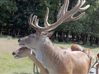 enhancing biodiversity govt to build rare wildlife enclosures across province enhancing biodiversity govt to build rare wildlife enclosures across province
