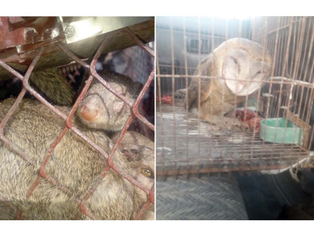 the sindh wildlife department conducted a raid based on a tip off on sunday and rescued 19 wild mongooses brought to the city for sorcery were rescued from empress market along with a barn owl in the possession of the same person photos courtesy swd the sindh wildlife department conducted a raid based on a tip off on sunday and rescued 19 wild mongooses brought to the city for sorcery were rescued from empress market along with a barn owl in the possession of the same person photos courtesy swd