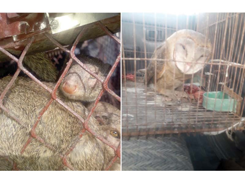 the sindh wildlife department conducted a raid based on a tip off on sunday and rescued 19 wild mongooses brought to the city for sorcery were rescued from empress market along with a barn owl in the possession of the same person photos courtesy swd