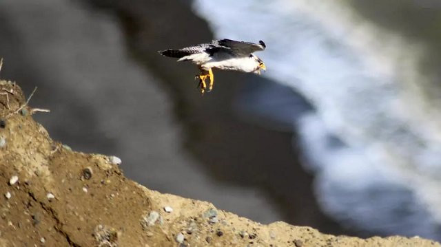 during a full search he was found to be wearing a body belt made out of bandages concealing 19 eggs from vultures falcons and kites as well as two newly hatched african fish eagle chicks photo afp during a full search he was found to be wearing a body belt made out of bandages concealing 19 eggs from vultures falcons and kites as well as two newly hatched african fish eagle chicks photo afp