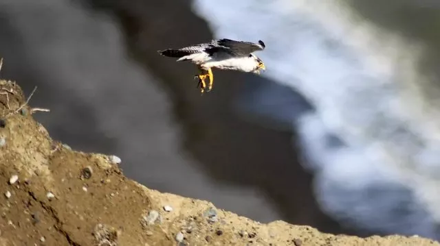 during a full search he was found to be wearing a body belt made out of bandages concealing 19 eggs from vultures falcons and kites as well as two newly hatched african fish eagle chicks photo afp during a full search he was found to be wearing a body belt made out of bandages concealing 19 eggs from vultures falcons and kites as well as two newly hatched african fish eagle chicks photo afp