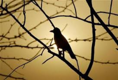 haleji lake s birds fly home haleji lake s birds fly home