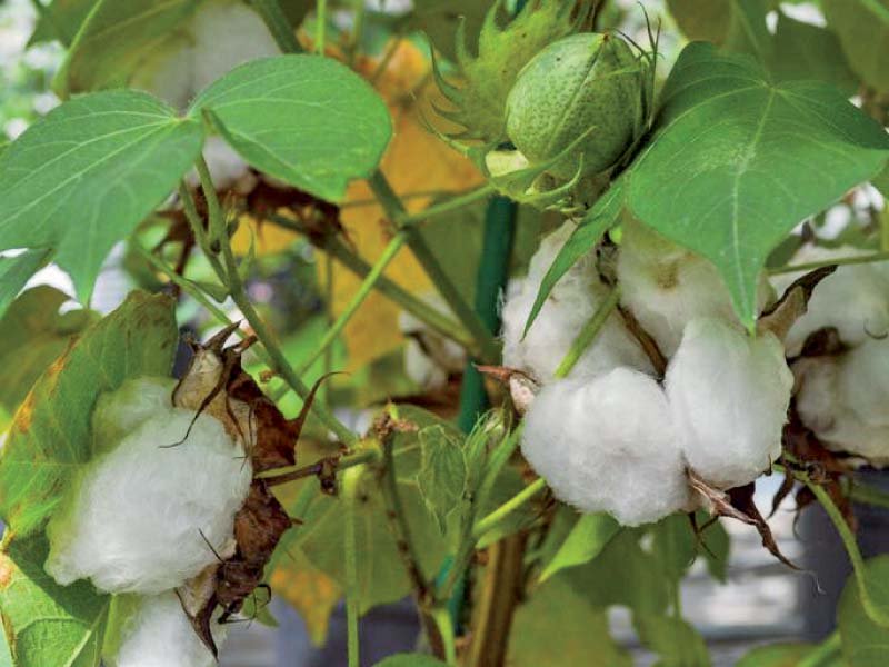 cotton production has declined around 20 primarily because growers have shifted to sugarcane and wheat plantation which guarantees minimum support price photo reuters