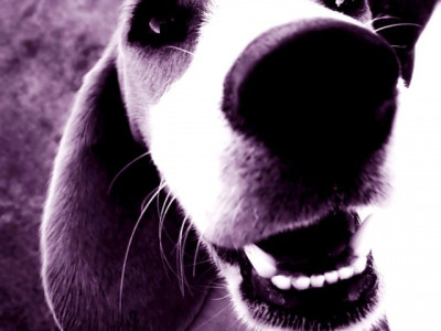 dog bites shark and goes viral