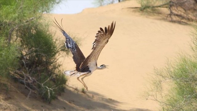 shooting houbara bustard is banned in pakistan but thousands of them have fallen to hunting expeditions of gulf tourists photo anadolu agency