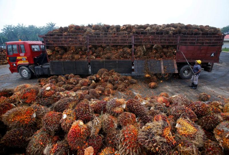 india has effectively halted imports of refined palm oil from malaysia photo reuters