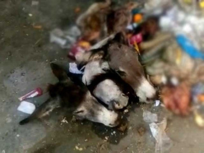donkey heads offal found in karachi rubbish heap donkey heads offal found in karachi rubbish heap