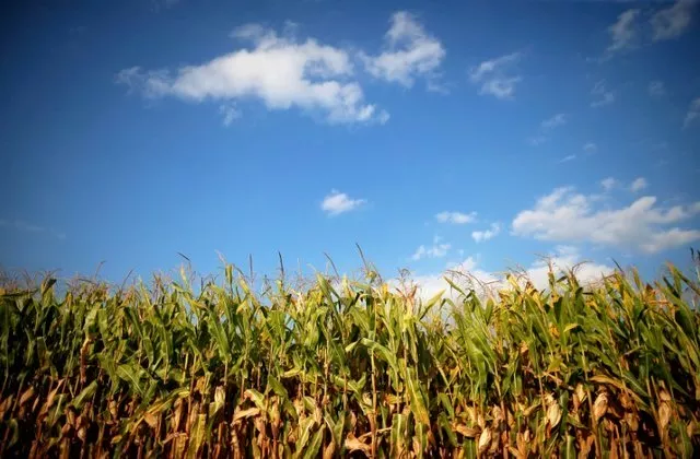 a reuters file photo of an agricultural field a reuters file photo of an agricultural field