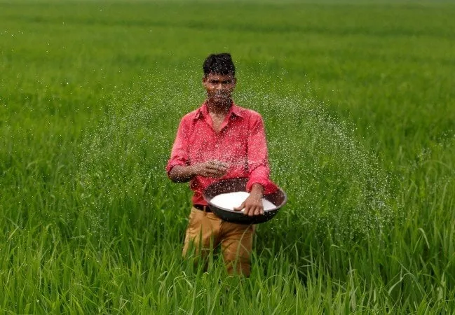 a farmer spreads fertiliser in his rice field photo reuters a farmer spreads fertiliser in his rice field photo reuters