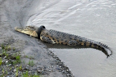 watch reward offered for plucking tyre off 13 foot long crocodile s neck watch reward offered for plucking tyre off 13 foot long crocodile s neck