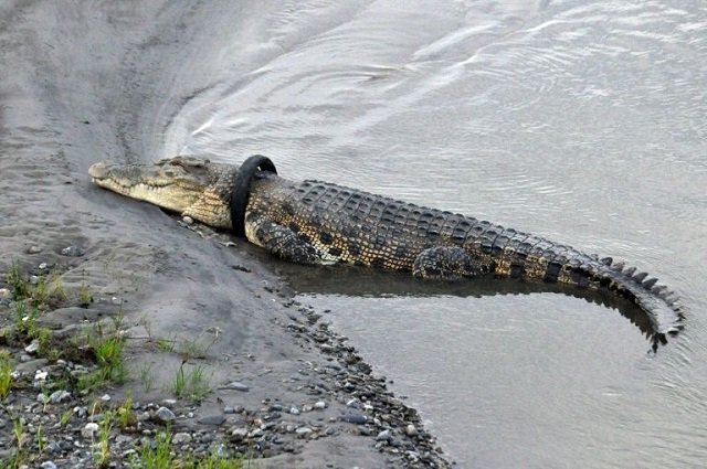 local authorities have been trying for several years to untangle the animal after video showed it gasping for air photo afp