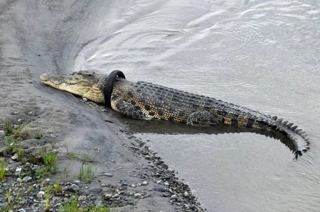 local authorities have been trying for several years to untangle the animal after video showed it gasping for air photo afp local authorities have been trying for several years to untangle the animal after video showed it gasping for air photo afp