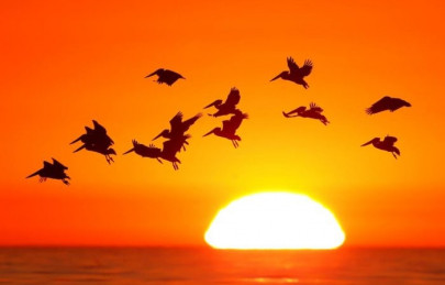 in karachi thieves sweep bird shop in karachi thieves sweep bird shop
