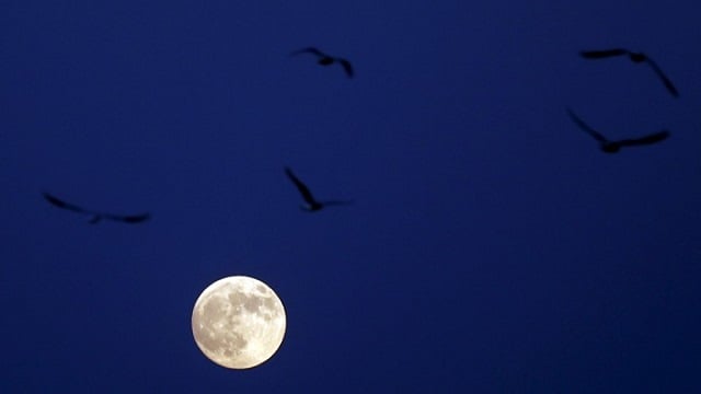 birds fly past a super moon in egypt photo reuters