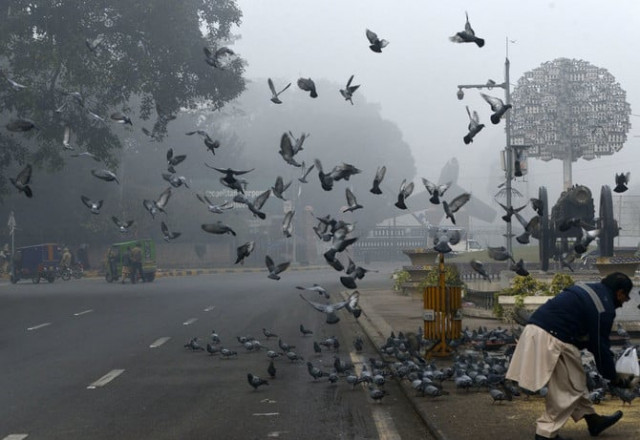 a pakistani man feeds pigeon on the roadside amid heavy fog and smog conditions in lahore on january 3 2019 photo afp a pakistani man feeds pigeon on the roadside amid heavy fog and smog conditions in lahore on january 3 2019 photo afp
