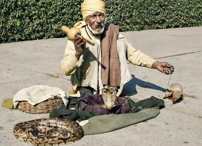 want venom pir arrested for healing people with the help of snakes