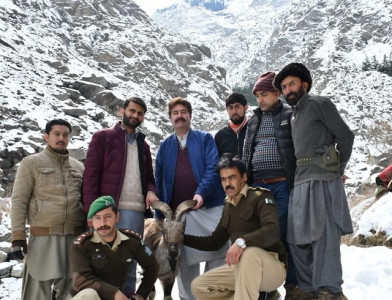 injured markhor rescued released into the wild in gilgit injured markhor rescued released into the wild in gilgit