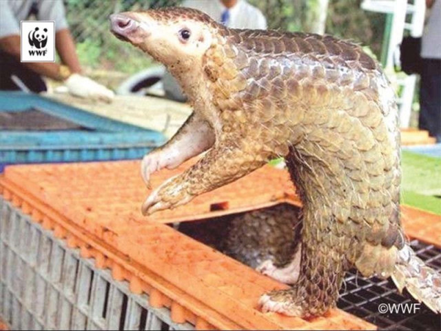 raptors small reptiles and various mammals are among the most popular animals on the illegal wildlife exchange photos file raptors small reptiles and various mammals are among the most popular animals on the illegal wildlife exchange photos file