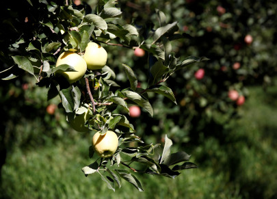 orchard in thar bears fruits via biosaline agriculture