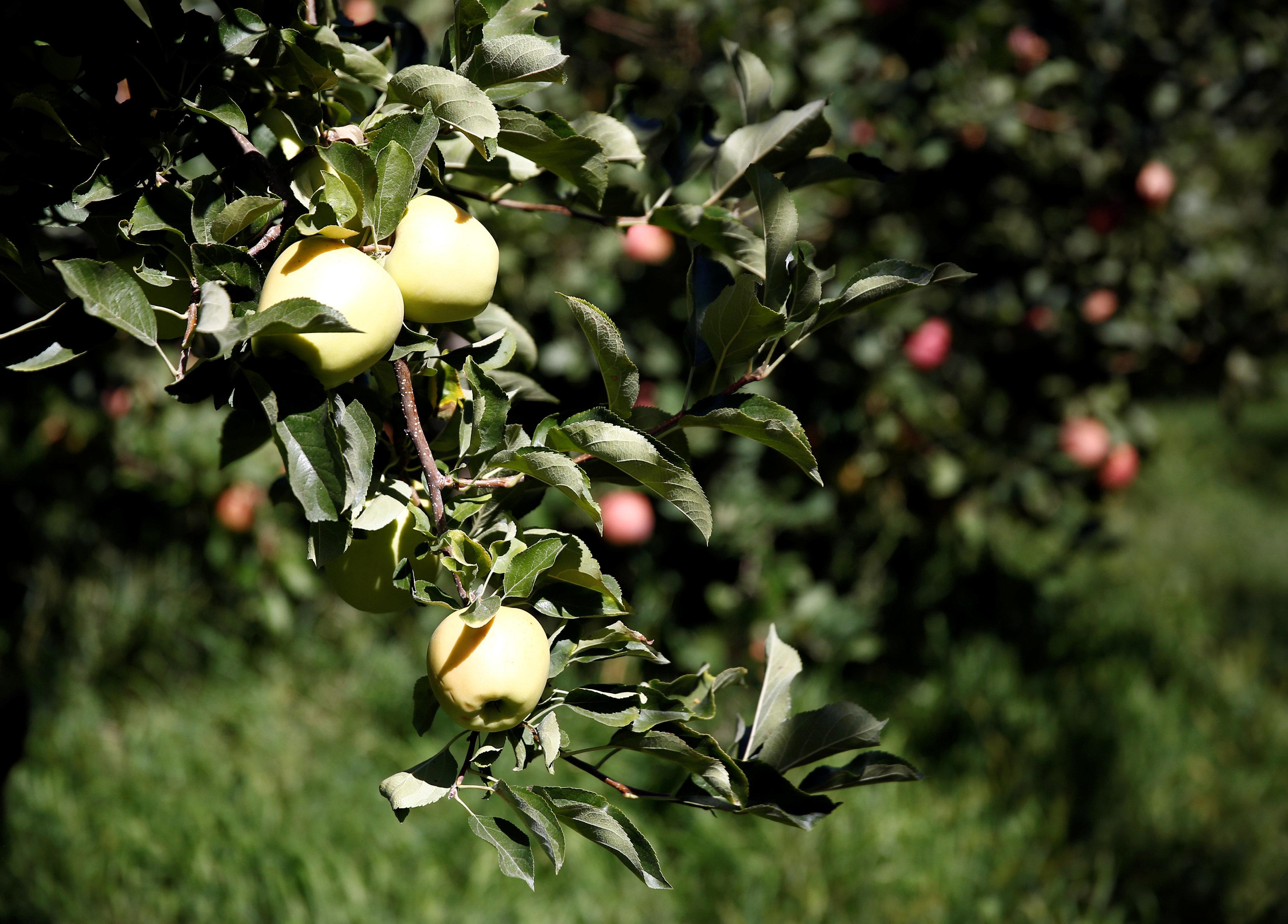 a reuters file photo of an apple orchard