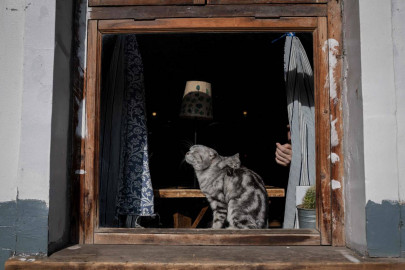 chinese turn to social media to feed stranded pets in virus hit wuhan city chinese turn to social media to feed stranded pets in virus hit wuhan city