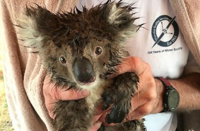 dozens of koalas dead after logging at australian plantation