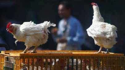 saudi arabia confirms bird flu case at farm in riyadh saudi arabia confirms bird flu case at farm in riyadh