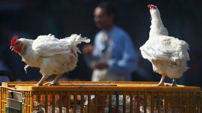 the case was the first outbreak of the h5n8 virus in saudi arabia since july 2018 photo afp